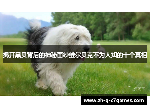 揭开黑贝背后的神秘面纱维尔贝克不为人知的十个真相